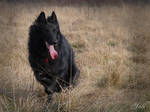 belgian shepherd 003 by yulis