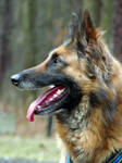belgian shepherd 007 by yulis