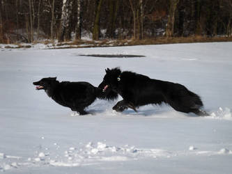 belgian shepherds 010