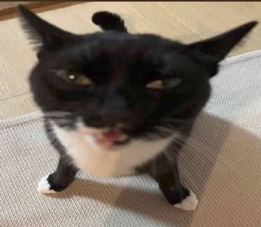 Very high cat