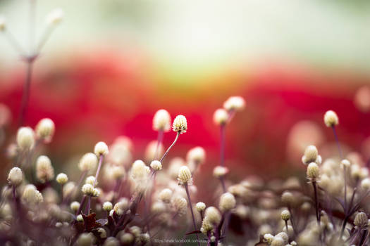 winter flowers