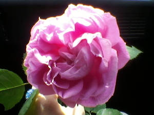 Another pink rose