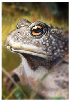 Toad, pastel