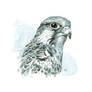 Hawk (Saker) Study