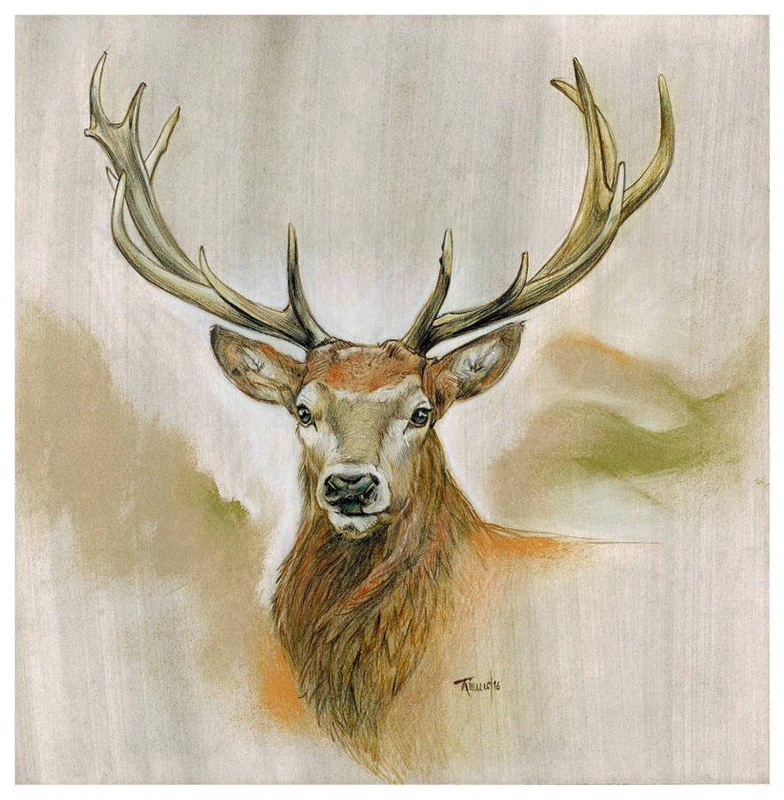 Red Deer Drawing by popChar