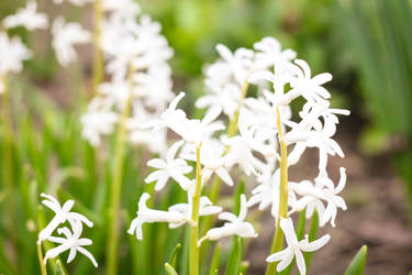 Spring from my backyard (beautiful hyacinth)