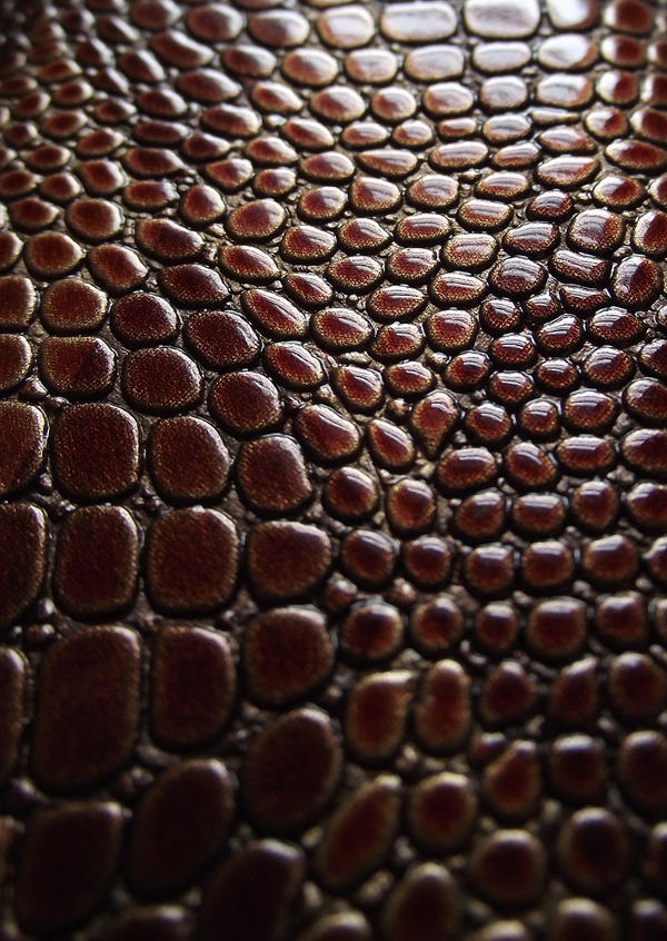 Snake Skin Texture