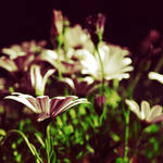.Una su un milione by tgphotographer