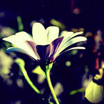 .Tu vai by tgphotographer