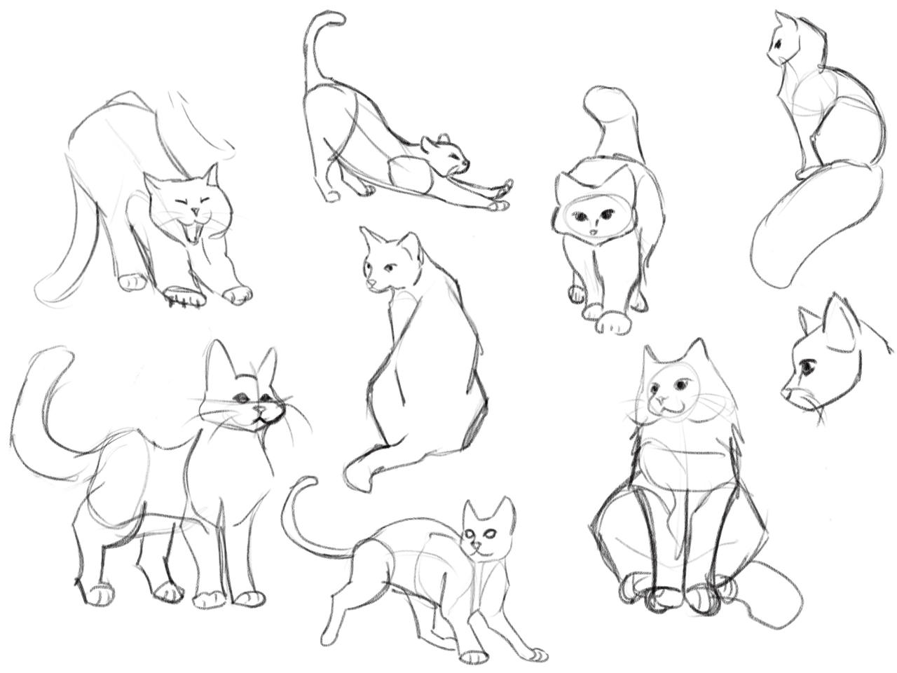 cat sketches!! by alexbukket on DeviantArt