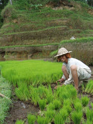 Balinese Rice Field