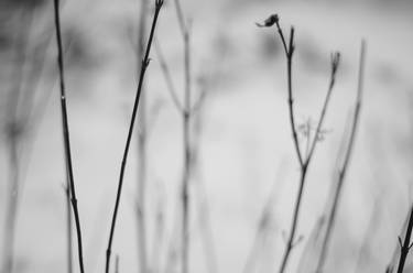 Frozen Branches 2