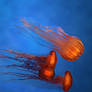 Jellyfish Wallpaper