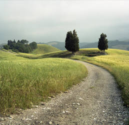 Road And Trees