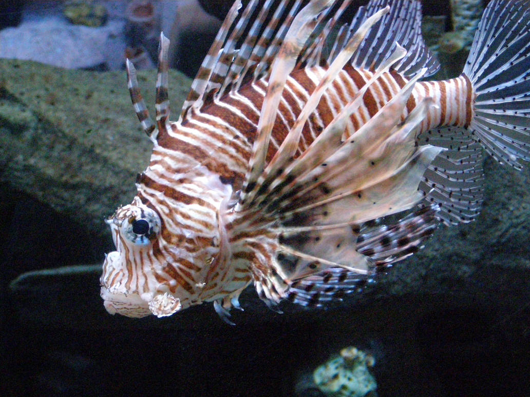 Spiky fish by LanaVdV on DeviantArt