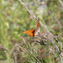 Gulf Fritillary