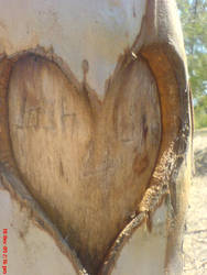 heart in a tree