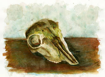 Deer skull study