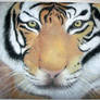 Tiger soft pastel