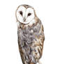 Tyto Alba