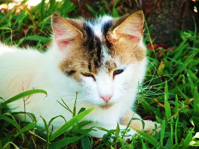 Purring in the Shade