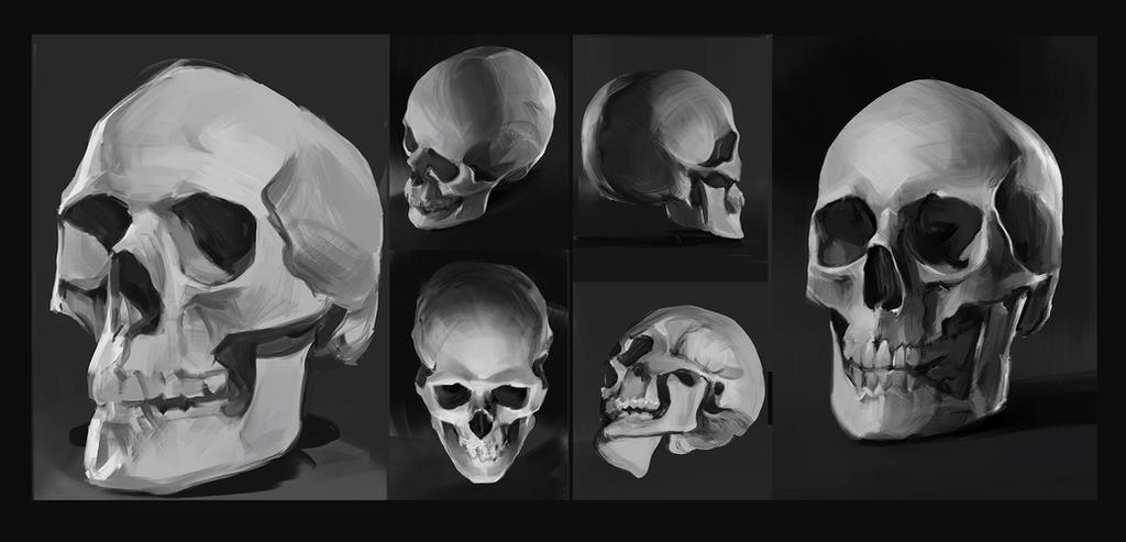 Skulls studies