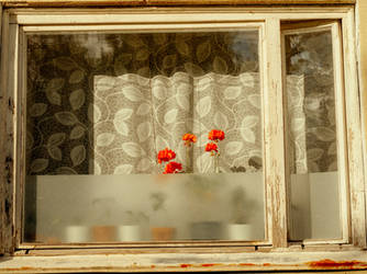 Window