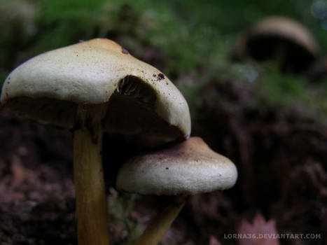 The Mushroom Watch