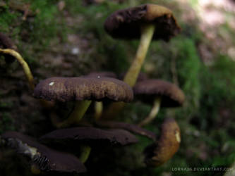The Meandering Mushrooms