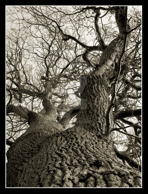 Barking Up The Winter Tree