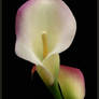 Calla