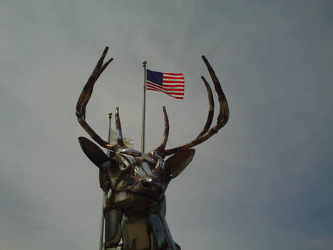 American Stag