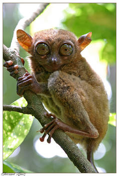 tarsier