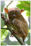 tarsier by CLanez