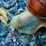 'Gastropoda'