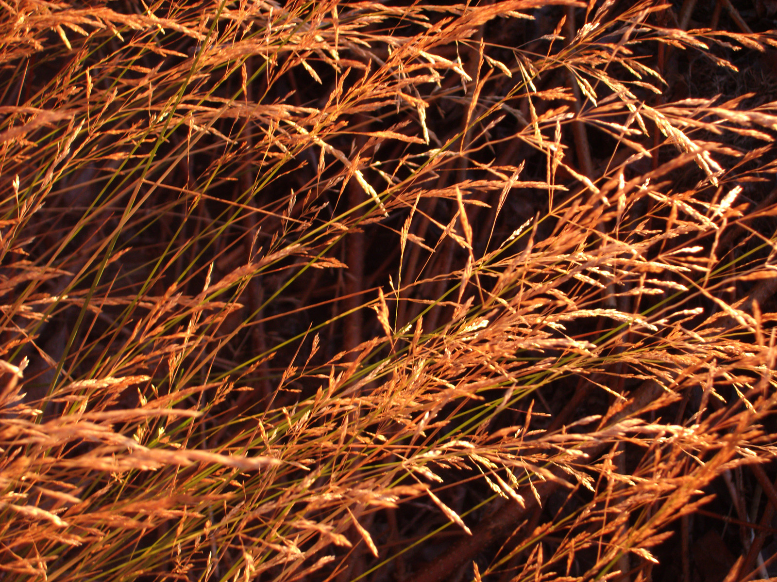 Grass at Sunrise 1