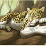 Piebald Leopard