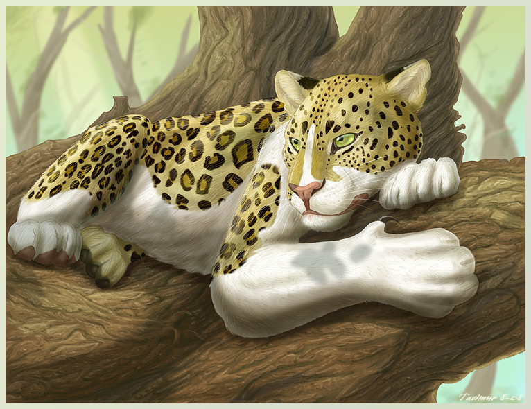 Piebald Leopard