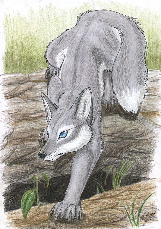Grey Fox by Tacimur on DeviantArt Grey Fox by Tacimur on DeviantArt