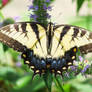 Butterfly - Papilio machaon