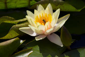 Yellow waterlily II