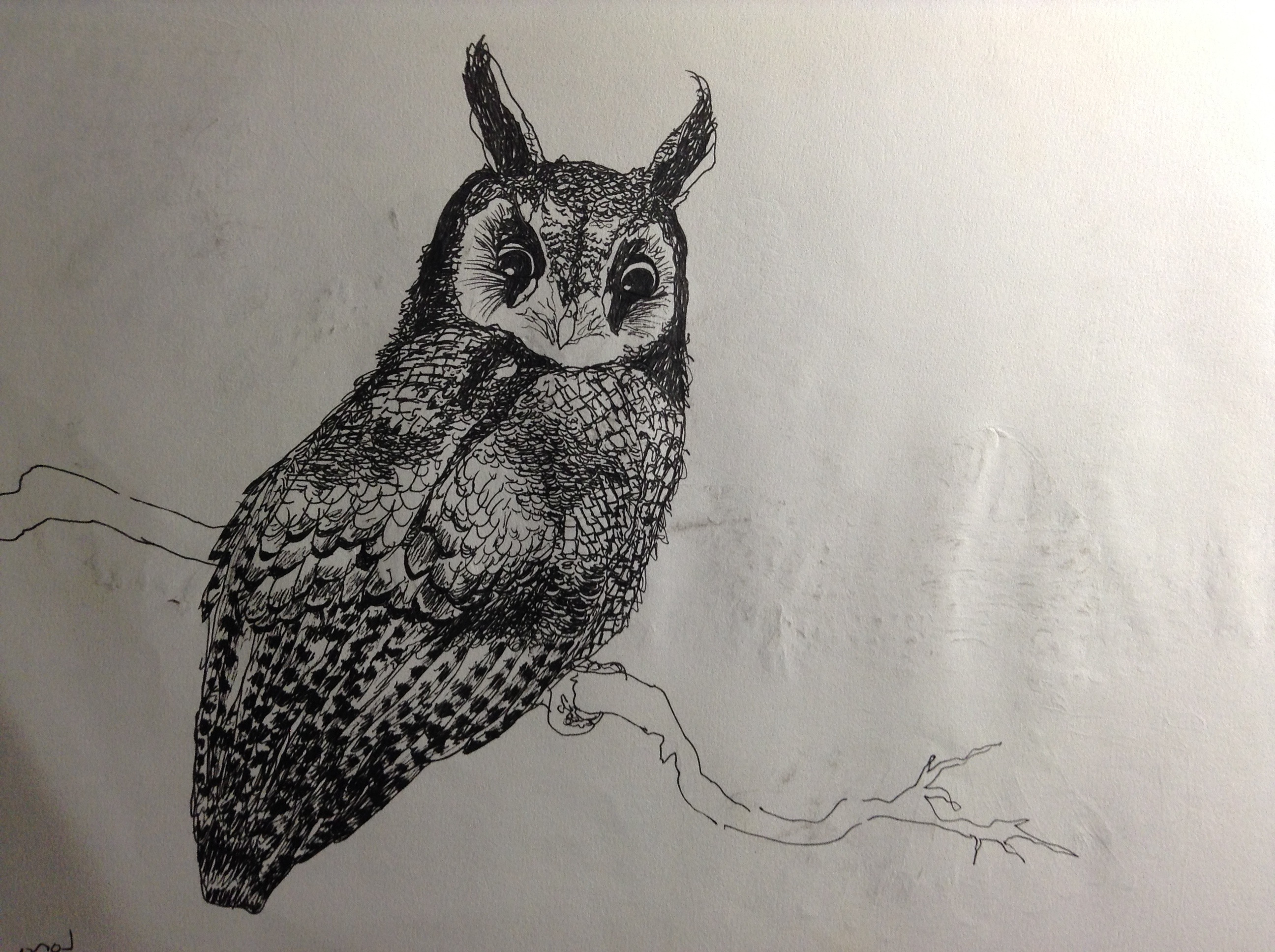 Long-eared Owl