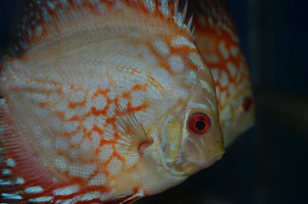 Patterns of the Discus by Cypselurus on DeviantArt