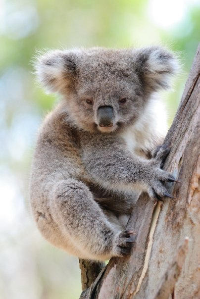 Koala