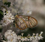 Glass Winged Butterfly by Blueeyes0001