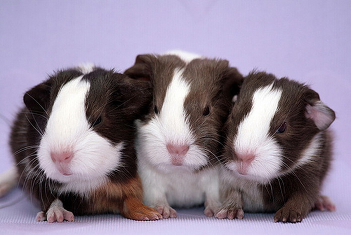 Guinea Pig Trio