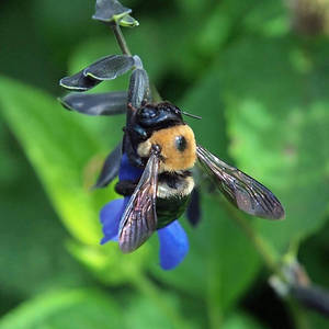 Carpenter Bee