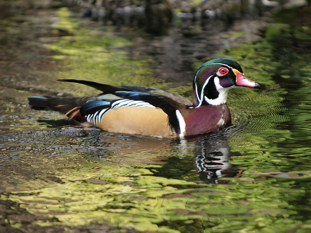 The Great Wood Duck