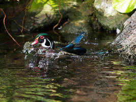 Wood Duck