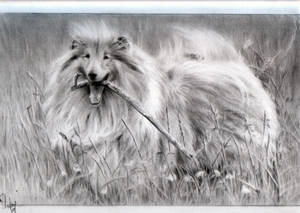 Pencil portrait of collie dog